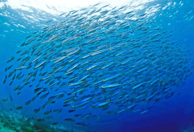 Banc de poisson